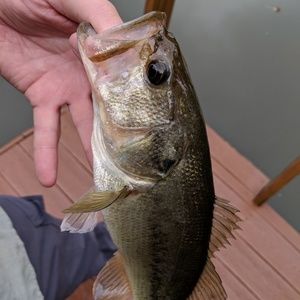 Meet your Posher, Sean